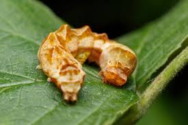 Attēlu rezultāti vaicājumam “Thyatira batis”