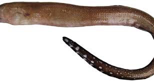 Image result for Gymnothorax vicinus