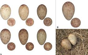 Attēlu rezultāti vaicājumam “Grus grus eggs”