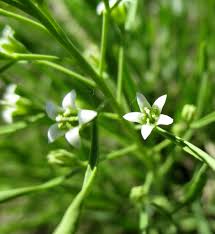 Attēlu rezultāti vaicājumam “Thesium ebracteatum”