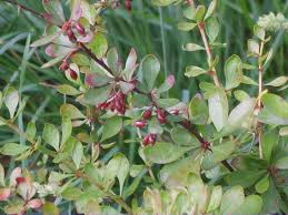 Attēlu rezultāti vaicājumam “Berberis thunbergii fruit”