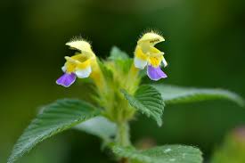 Attēlu rezultāti vaicājumam “Galeopsis speciosa”