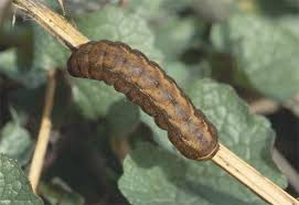 Attēlu rezultāti vaicājumam “Diarsia brunnea”