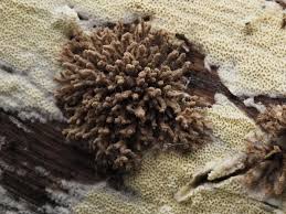 Attēlu rezultāti vaicājumam “Hypoxylon multiforme”