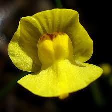 Attēlu rezultāti vaicājumam “Utricularia x neglecta bud”
