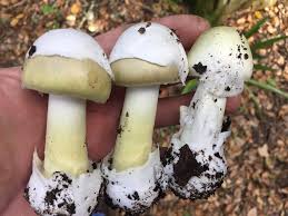Attēlu rezultāti vaicājumam “Amanita phalloides”