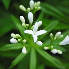 Image result for Galium odoratum