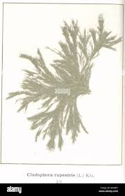 Attēlu rezultāti vaicājumam “Gloeocapsa rupestris”