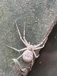 Attēlu rezultāti vaicājumam “Philodromidae”