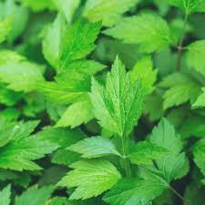 Attēlu rezultāti vaicājumam “Artemisia vulgaris leaf”