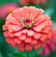 Image result for Zinnia elegans
