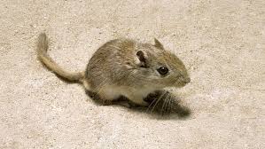 Image result for Gerbil