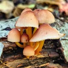 Attēlu rezultāti vaicājumam “Mycena renati”