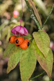 Attēlu rezultāti vaicājumam “Euonymus verrucosus fruit”