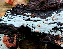 Attēlu rezultāti vaicājumam “Physisporinus sanguinolentus”