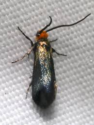 Attēlu rezultāti vaicājumam “Incurvariidae”