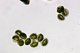 Attēlu rezultāti vaicājumam “Reticularia lycoperdon young”