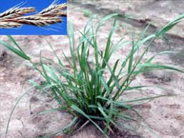 Attēlu rezultāti vaicājumam “Lolium perenne”