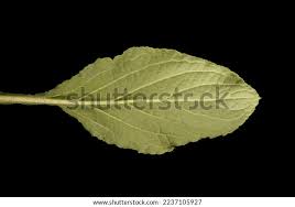 Attēlu rezultāti vaicājumam “Borago officinalis leaf”