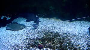 Image result for Himantura uarnak