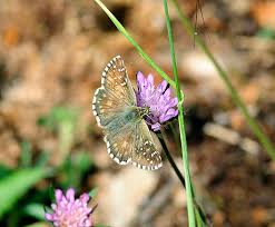 Attēlu rezultāti vaicājumam “Pyrgus serratulae”