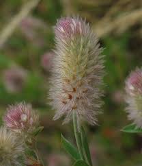 Attēlu rezultāti vaicājumam “Trifolium arvense”