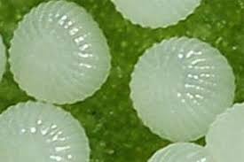 Attēlu rezultāti vaicājumam “Cryptocala chardinyi”