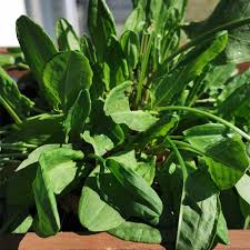 Image result for Sauerampfer