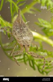 Attēlu rezultāti vaicājumam “Nepa cinerea nymph”