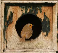Attēlu rezultāti vaicājumam “Erithacus rubecula nest”