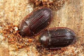 Attēlu rezultāti vaicājumam “Ostoma ferruginea”