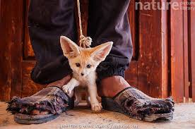 Attēlu rezultāti vaicājumam “Vulpes zerda”