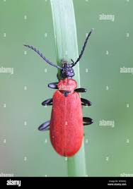 Attēlu rezultāti vaicājumam “Pyrochroa coccinea”