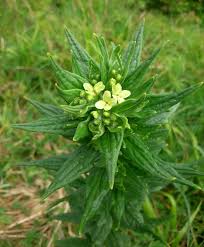 Attēlu rezultāti vaicājumam “Lithospermum officinale”