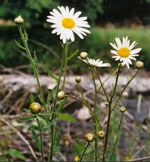 Attēlu rezultāti vaicājumam “Leucanthemum vulgare leaf”
