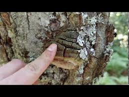 Attēlu rezultāti vaicājumam “Phellinus robustus”