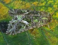 Attēlu rezultāti vaicājumam “Trachea atriplicis”