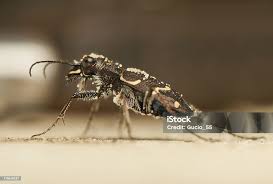 Attēlu rezultāti vaicājumam “Cicindela hybrida”