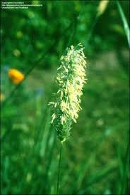 Attēlu rezultāti vaicājumam “Alopecurus pratensis flower”