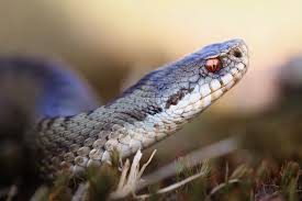 Attēlu rezultāti vaicājumam “Vipera berus adult”