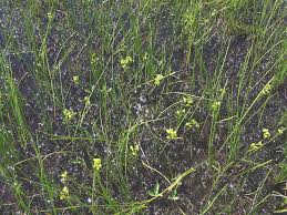 Attēlu rezultāti vaicājumam “Scheuchzeria palustris fruit”