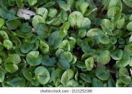 Attēlu rezultāti vaicājumam “Ficaria verna leaf”