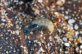 Attēlu rezultāti vaicājumam “Scardia boletella pupa”