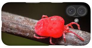 Attēlu rezultāti vaicājumam “Trombidiidae”