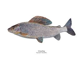 Image result for Thymallus thymallus