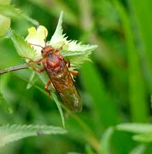 Attēlu rezultāti vaicājumam “Cimbex luteus”