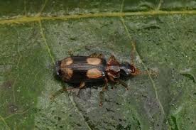 Attēlu rezultāti vaicājumam “Dromius quadrimaculatus”