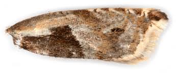 Attēlu rezultāti vaicājumam “Ancylis myrtillana”