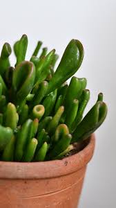 Image result for Crassula hobbit