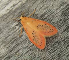 Attēlu rezultāti vaicājumam “Miltochrista miniata”